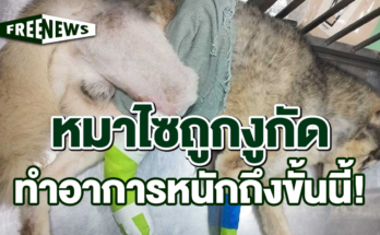 ถูกงูกัด