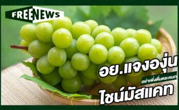 อย.แจงองุ่นไชน์มัสแคท