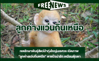 ลูกค่างแว่นถิ่นเหนือ