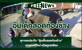 อุ้มเด็กลอดท้องช้าง