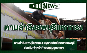 ตามล่าลิงลพบุรีแหกกรง