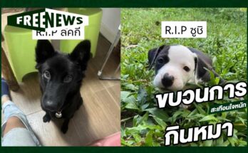 ขบวนการกินหมา
