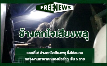 ช้างตกใจเสียงพลุ