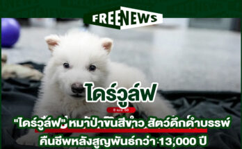 ไดร์วูล์ฟ
