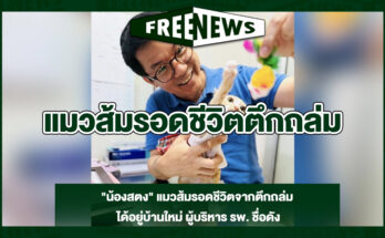 แมวส้มรอดชีวิตตึกถล่ม