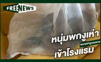 พกงูเห่า เข้าโรงแรม